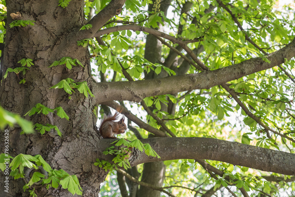 Squirrel eating nut in green forest. Squirrel eating nut in green forest.