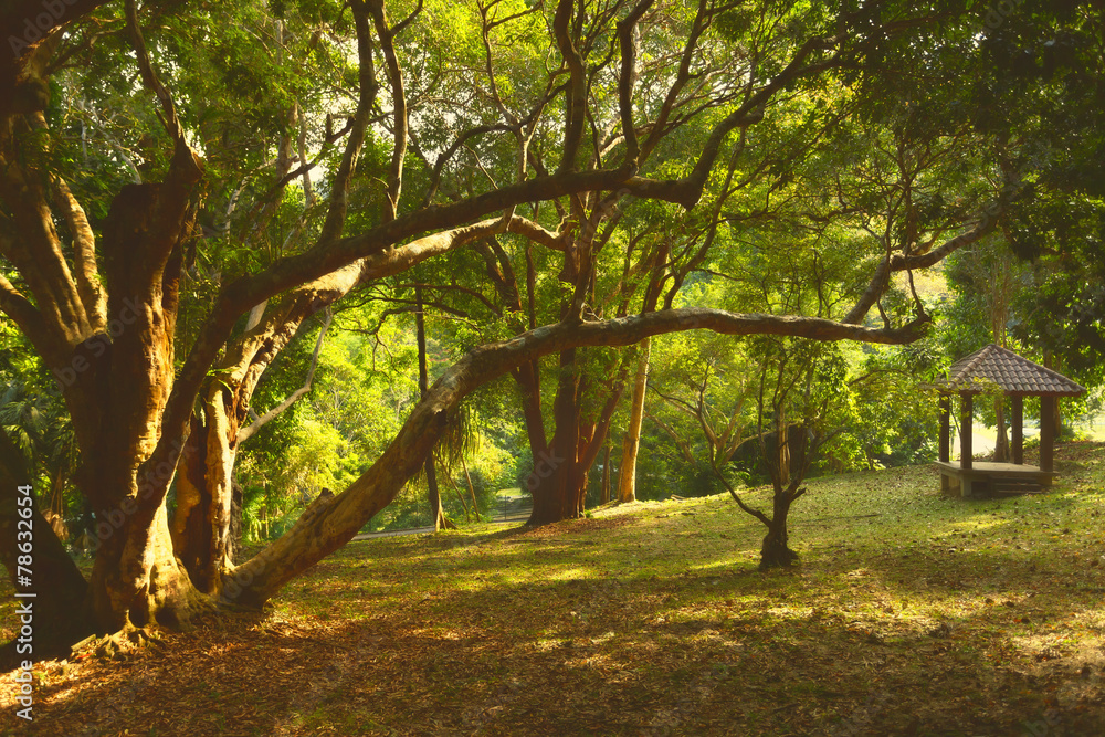 Beautiful views of the park with a garden house in the Botanical