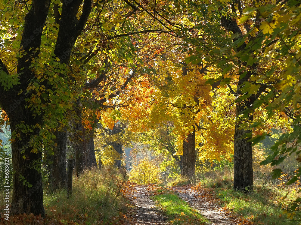 Obraz premium słoneczna kolorowa jesień droga
