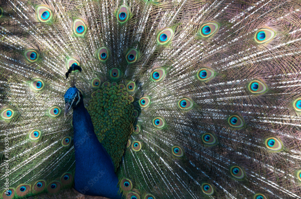 Obraz premium peacook