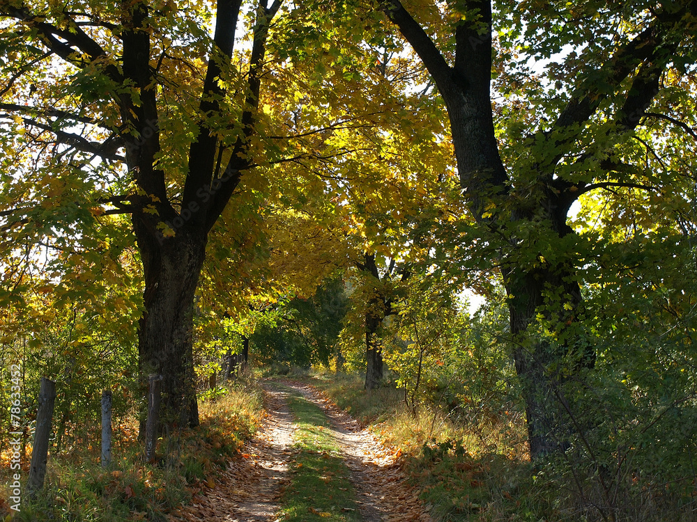 Naklejka premium sunny colorful autumn road