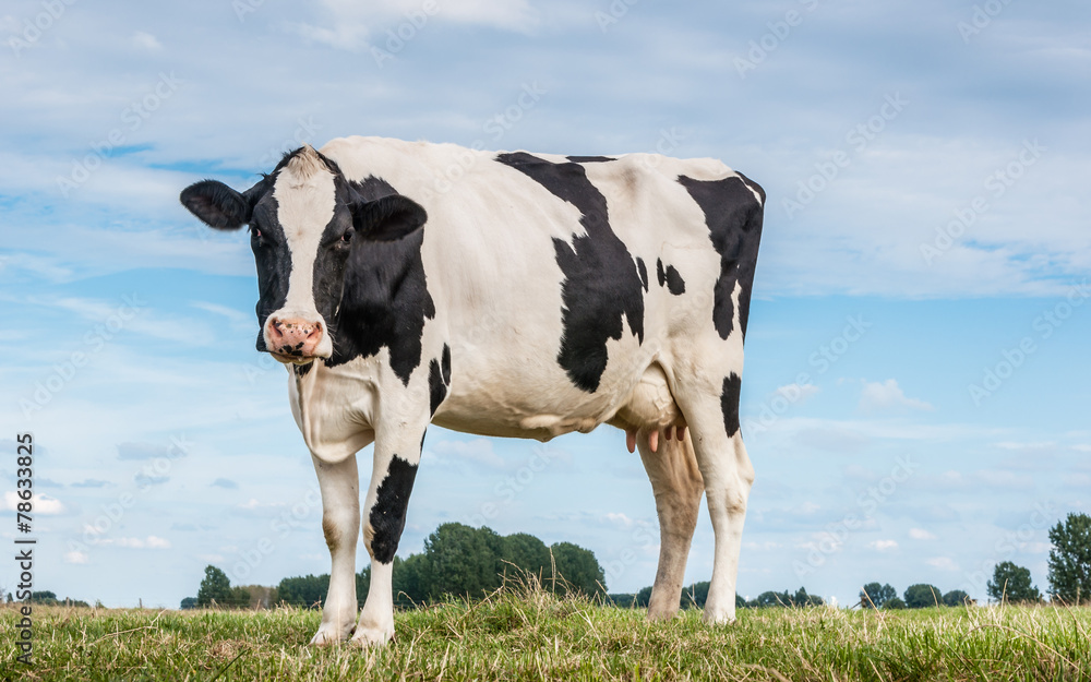 Fototapeta premium Black and white spotted cow standing on grass