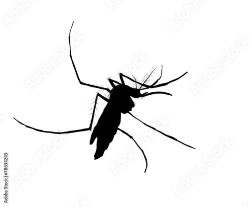 Silhouett of mosquito © hadkhanong