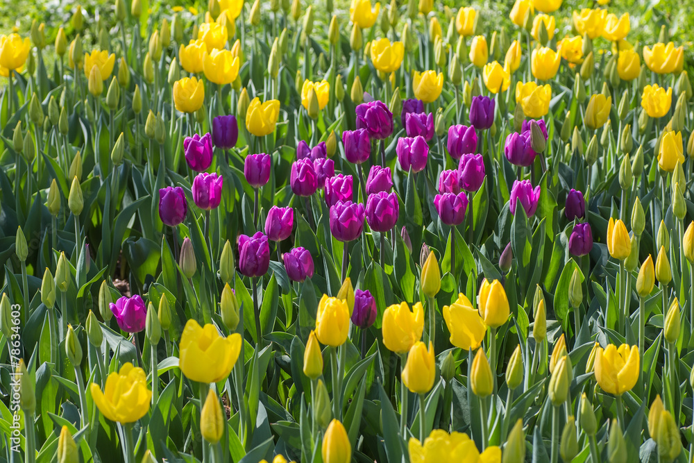 Obraz premium Flower bed of multicolor tulips