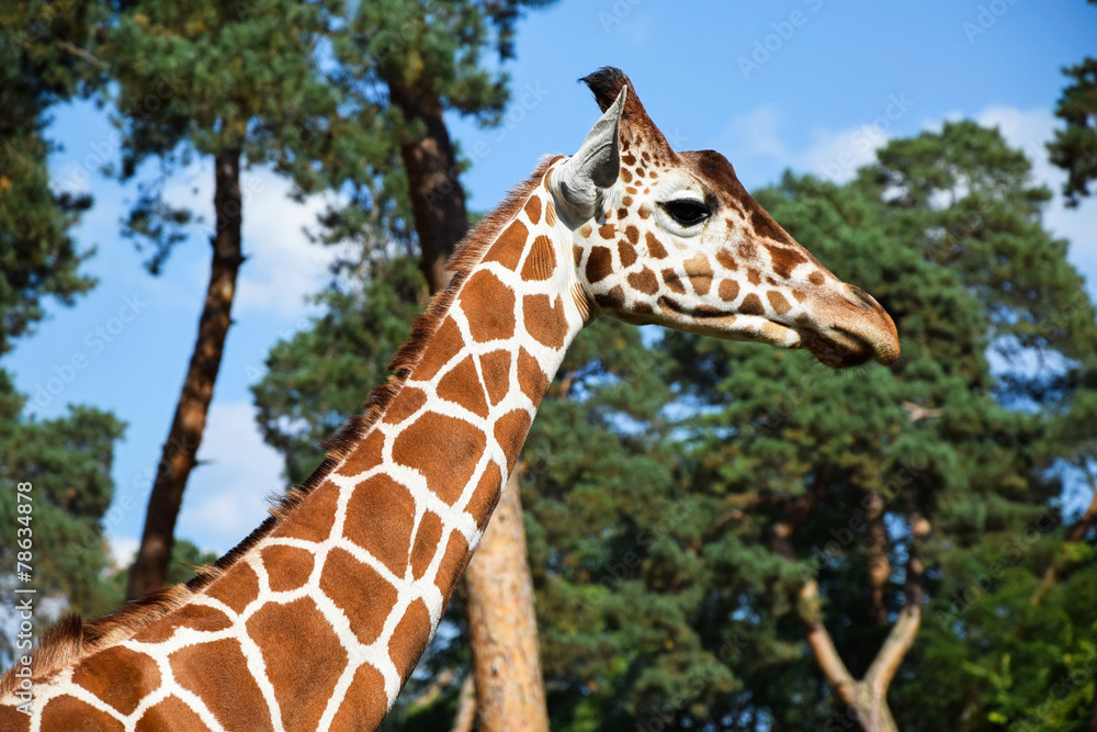 Obraz premium Giraffe