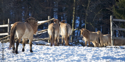 Wallpaper Mural Mongolische Urwildpferde im Tierpark Torontodigital.ca