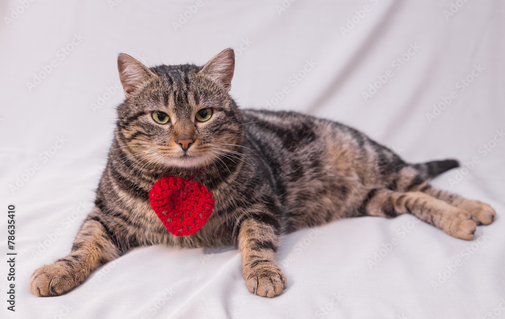 Cat relaxing on the couch.