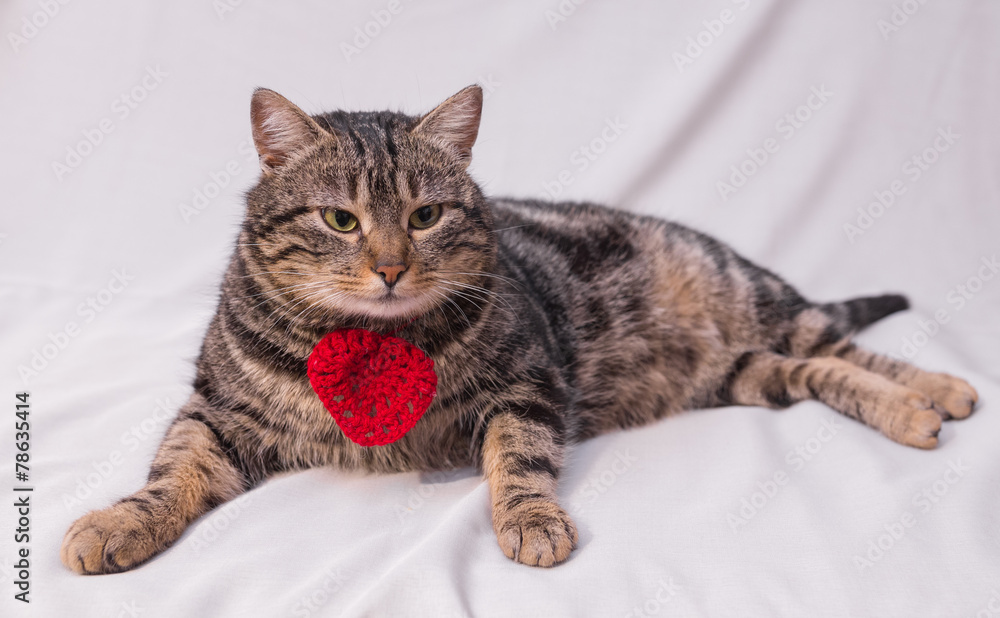 Cat relaxing on the couch.