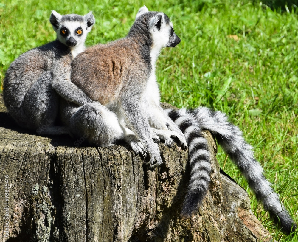 Fototapeta premium Ring tailed lemurs
