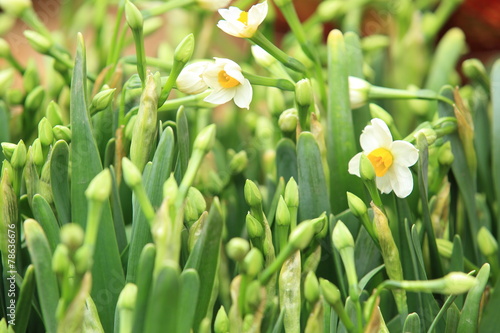 daffodil flowers  photo