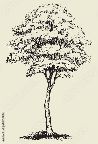 Big tree.Vector sketch