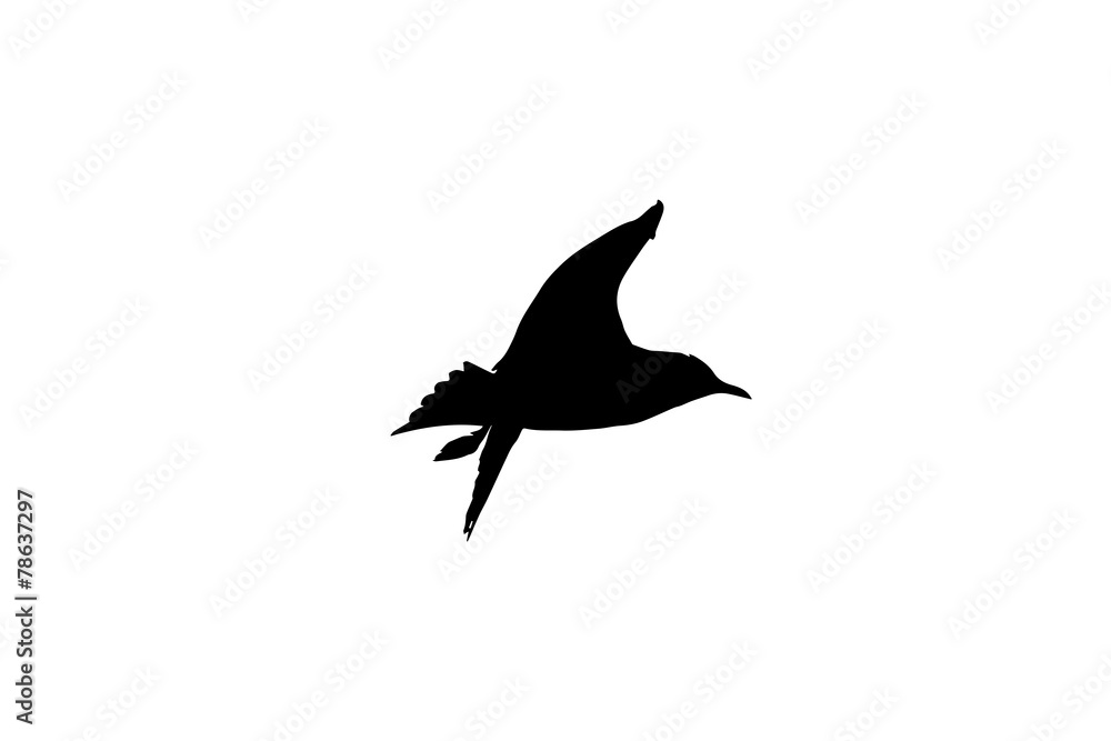 Obraz premium Bird
