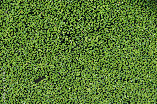 Common duckweed (Lemna minor). Full frame texture. .