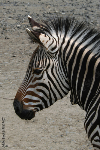 Hartmann s mountain zebra  Equus zebra hartmannae ..
