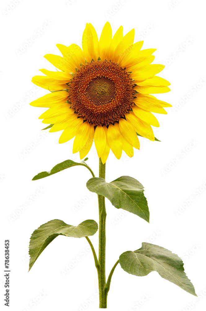 Fototapeta premium Sunflower isolated on white background