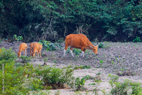 Mother and cups of Banteng(Bos javanicus ) photo