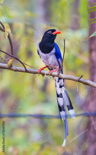 Portrait full body of  Red-billed blue magpie