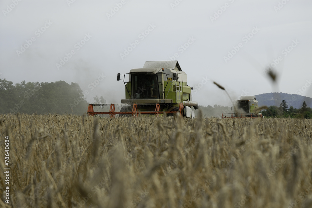Fototapeta premium Combine harvester
