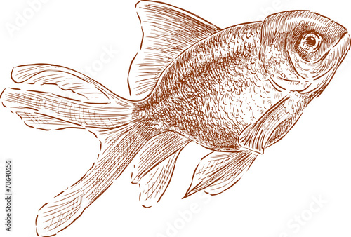 aquarium gold fish