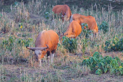 Group of  Banteng(Bos javanicus ) on the field photo