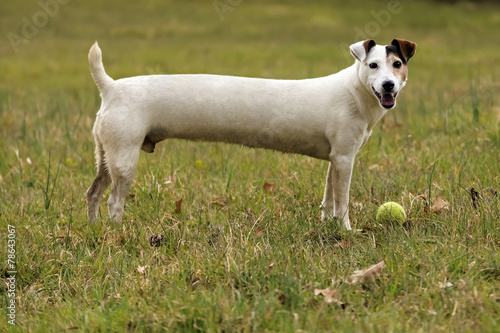 Long Jack Russell dog