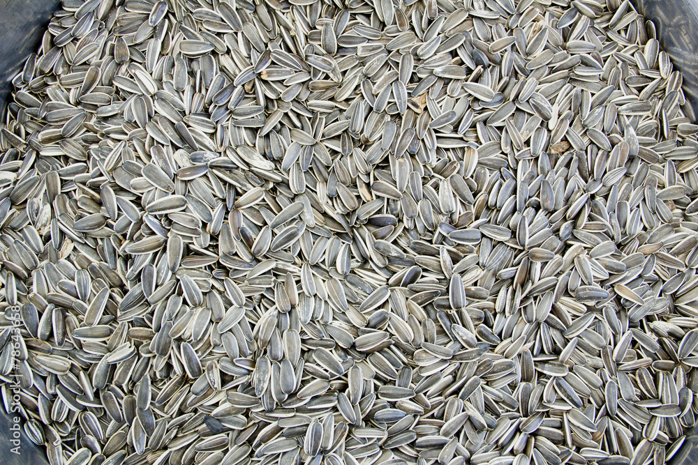 sunflower seeds close up sunflower seeds close up