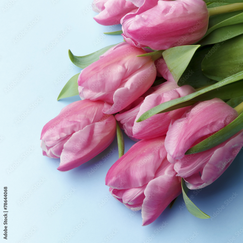 The pink tulips on a blue background