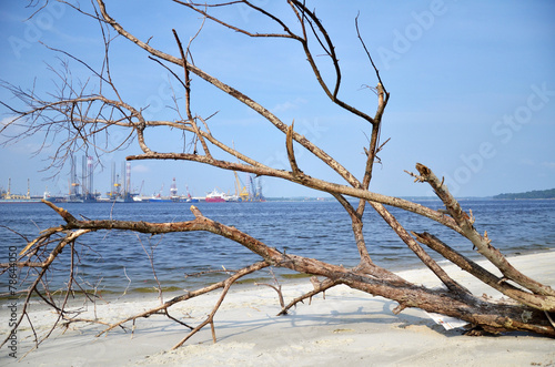 A fallen and decaying tree laying on the beach