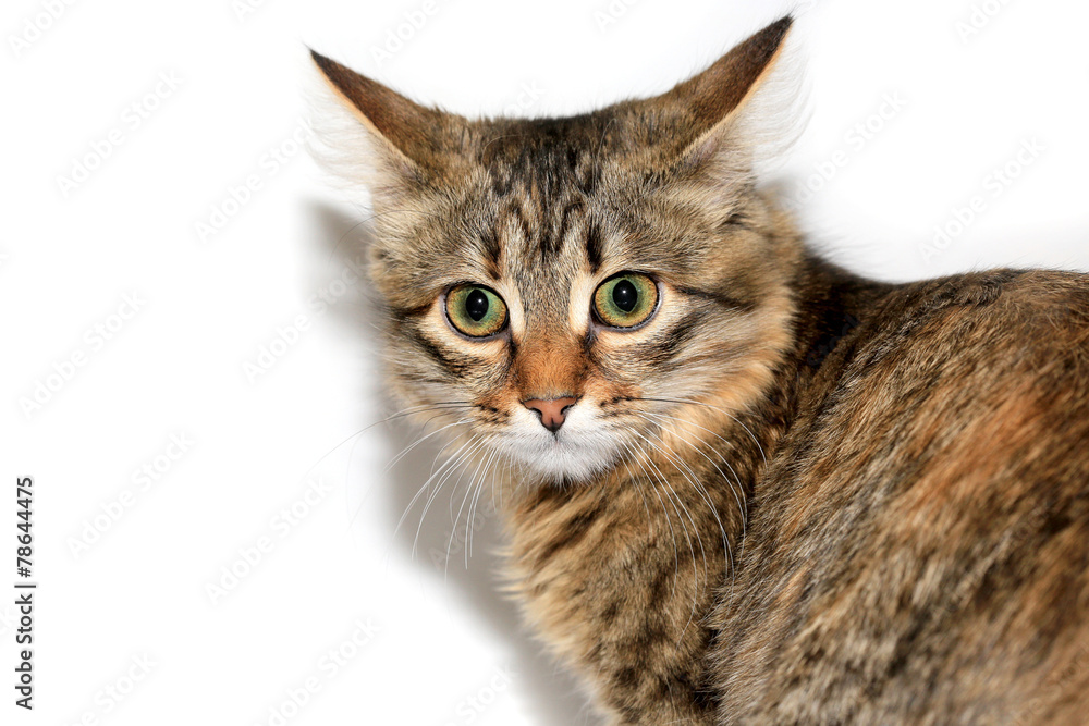 Cat's face Cat's face