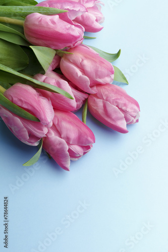 Fototapeta Naklejka Na Ścianę i Meble -  The pink tulips on a blue background