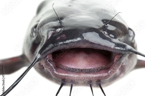 Mouth catfish photo