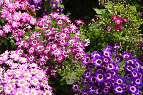 Verbena tenera 