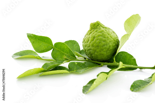Kaffir lime fresh leaf