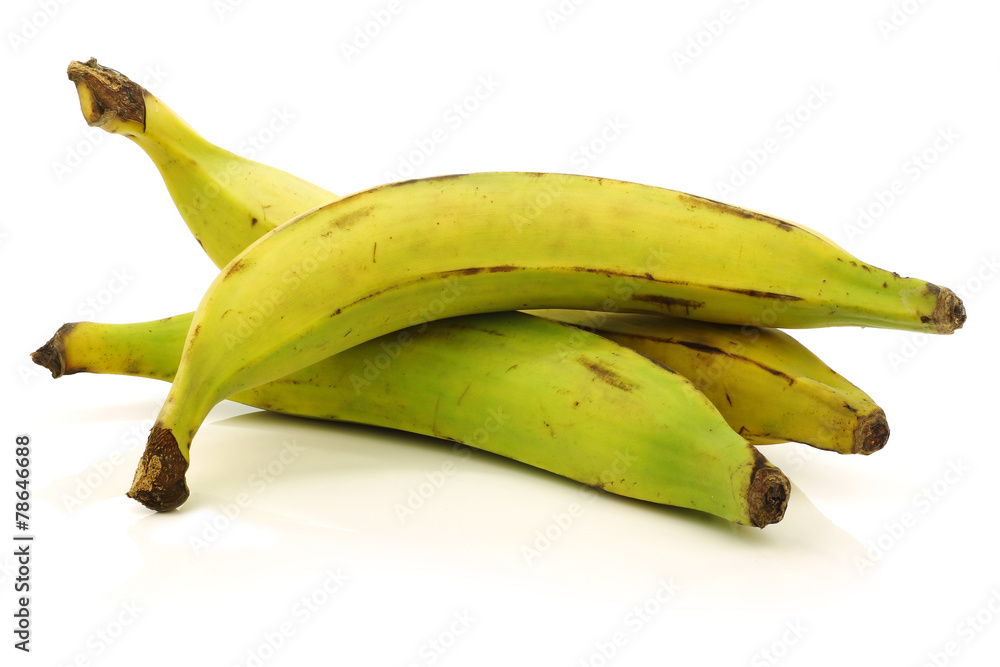 fresh still unripe plantain (baking) bananas on a white backgrou - obrazy, fototapety, plakaty 