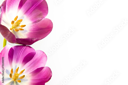 Fototapeta Naklejka Na Ścianę i Meble -  tulips isolated