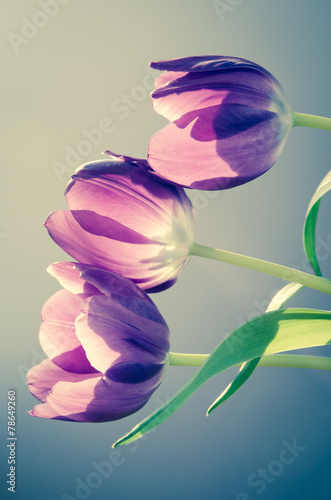efekt-retro-tulipany