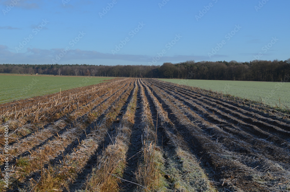 bare agricultural field lined by trees bare agricultural field lined by trees