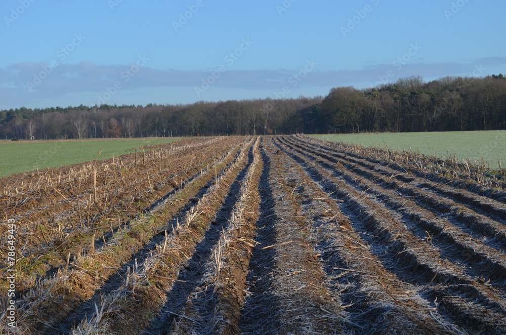 bare agricultural field lined by trees bare agricultural field lined by trees