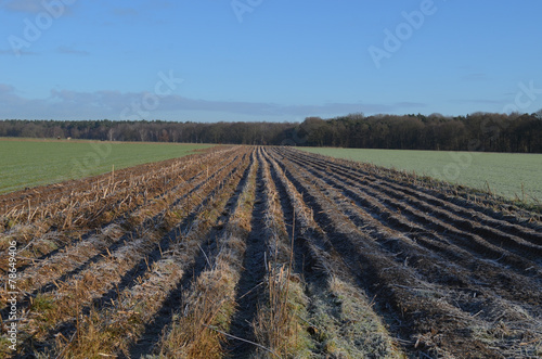 bare agricultural field lined by trees