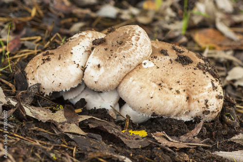 Agaricus growing on the forest floor
