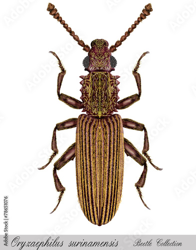 oryzaephilus surinamensis,Saw-toothed Grain Beetle