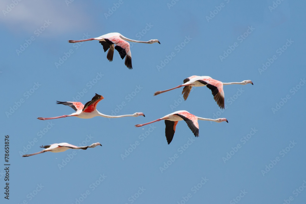 Fototapeta premium Flock of flamingos taking off from lagoon to fly away