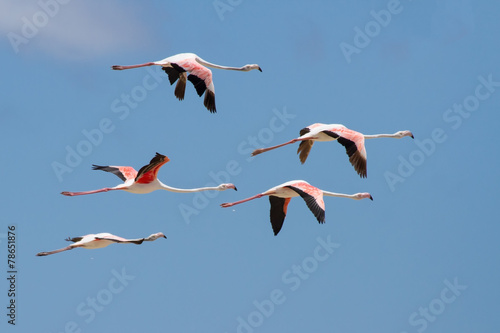 Flock of flamingos taking off from lagoon to fly away