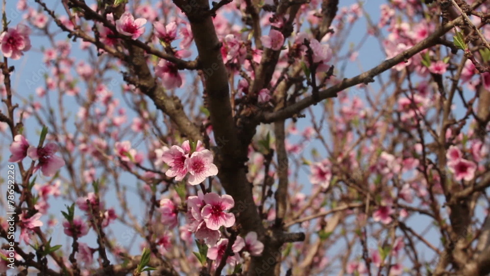 Cherry blossom Cherry blossom