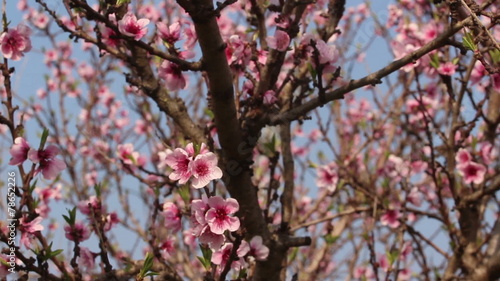 Cherry blossom photo