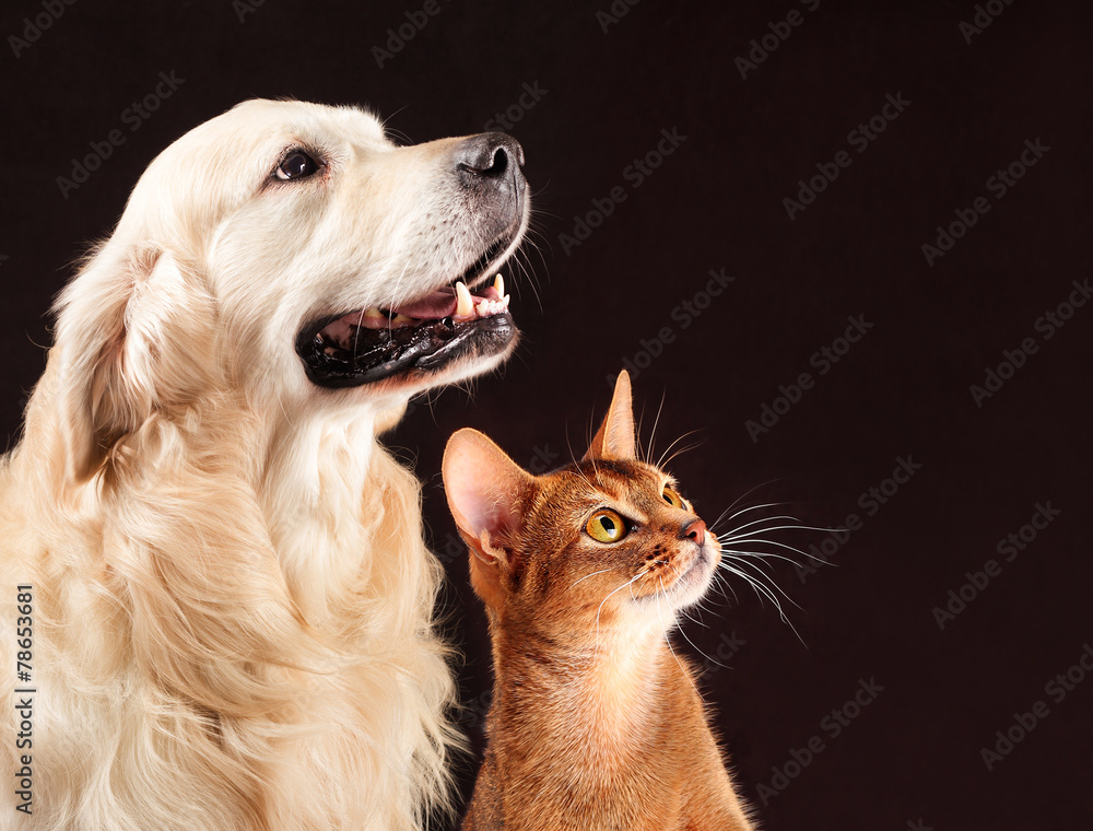 Cat and dog, abyssinian kitten , golden retriever looks at right - obrazy, fototapety, plakaty 