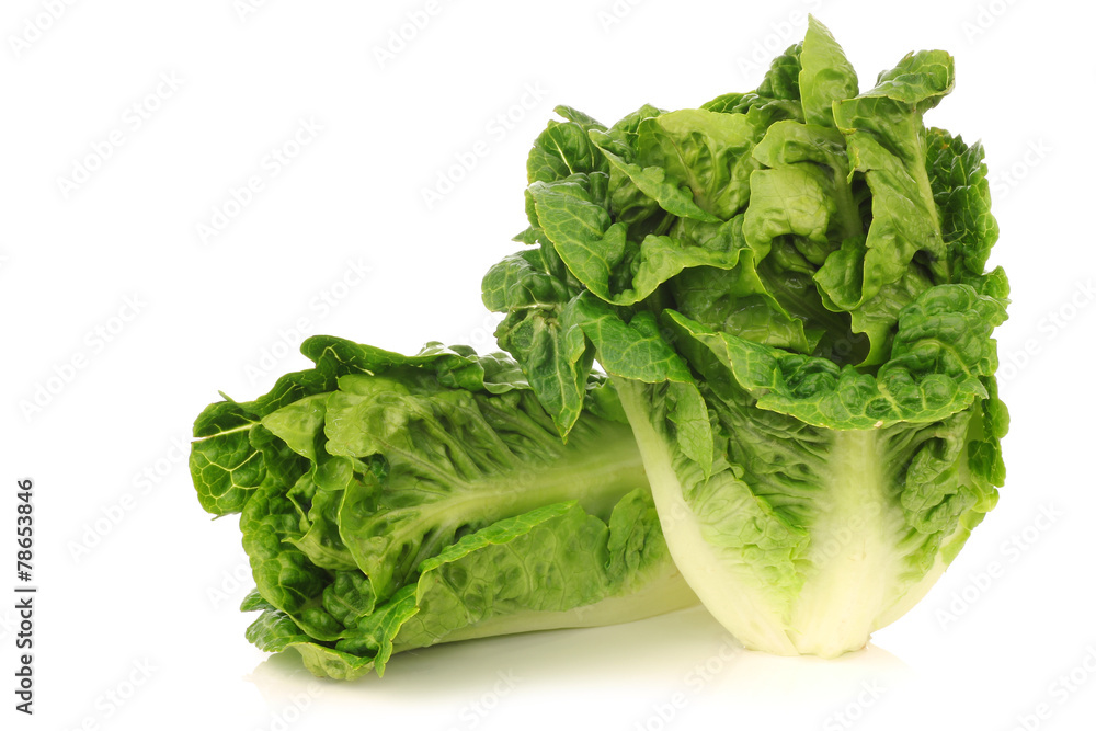 freshly harvested little gem lettuce on a white background freshly harvested little gem lettuce on a white background