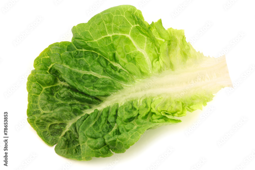 freshly harvested little gem lettuce leaf on a white background