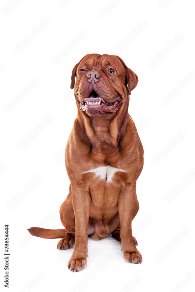 Dog of Dogue De Bordeaux isolated on white Dog of Dogue De Bordeaux isolated on white