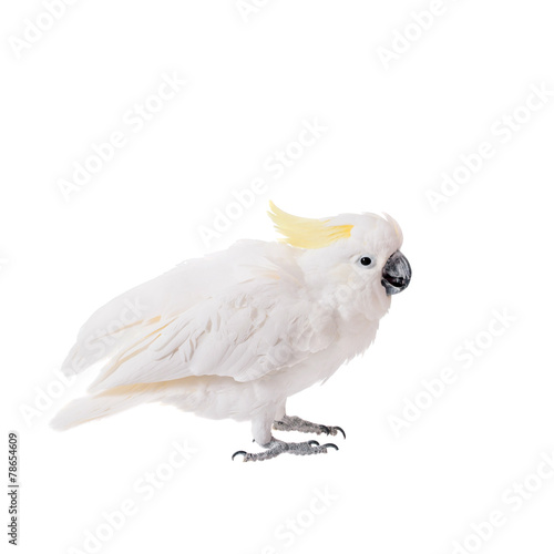 Sulphur-crested Cockatoo, isolated on white